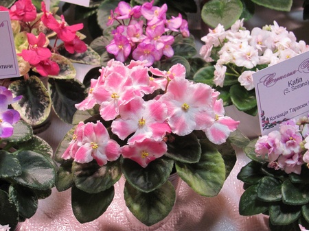 Кімнатні фіалки сенполії