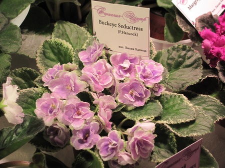 Кімнатна фіалка сенполія